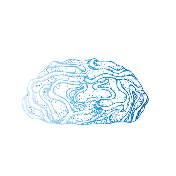 recommend clip art: Vector blue coral. Hand painted line reef sketch. Graphic tropical clip art isolated on background. Underwater illustration. For designers, invitations, decoration, postcards,