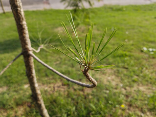 Close up beautiful pines Plant and also spider's web on Plant