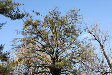 Mistletoe balls growing on a tree, symbol of Christmas holidays