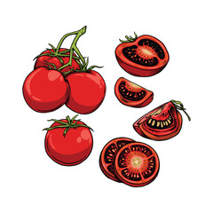 Tomato Collection vector illustrations hand drawn style isolated on white background