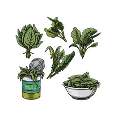 Spinach Collection illustration hand drawn style