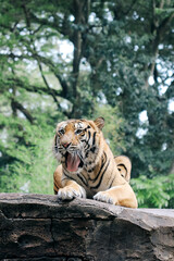 Portrait of Tiger Sitting on Ground While Sticky Out Tongue Against Nature Background