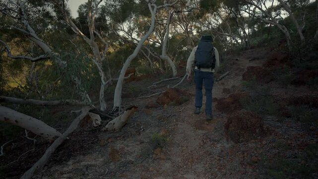 A man walks slowly uphill in the early hours of the morning through a patch of forest with white gumtrees all around.