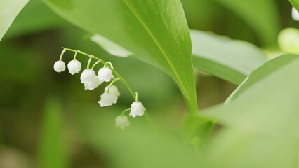 Obraz premium Flowers of lily of valley. Delicate fragrant flower bloomed. Convallaria majalis. Slow motion.