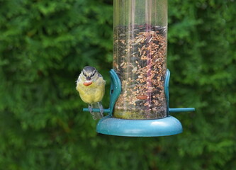 blue tit with food