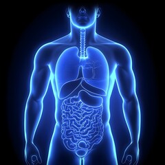 Human anatomy diagram with glowing organs on black background.