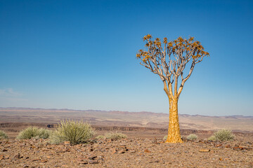 Namibia, Karas Region, Fish River Canyon, Quiver tree (Aloidendron dichotomum)