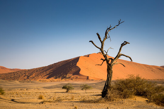 Namibia, Hardap Region, Sesriem, Sossusvlei, Dunes and dry trees