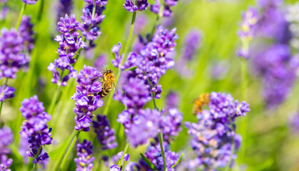 Obraz premium Spring lavender flowers under sunlight. Bees pollinate flowers and collect pollen. Lavender honey. Beautiful landscape of nature with a panoramic view. Hi spring. long banner