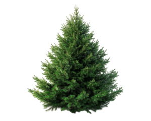 Classic Christmas tree adorned with ornaments and lights, set against a clean white background, evoking festive holiday spirit and warmth