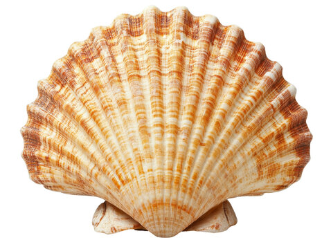 Intricate seashell showcasing ridges and rough edges, highlighting natural textures and unique formations in marine life.