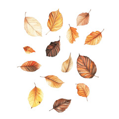Autumn Leaves Collection, vibrant falling leaves in various shades of orange and yellow, isolated against a clean white backdrop, evoking seasonal change