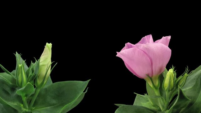 Time lapse of blooming pink japanese roses