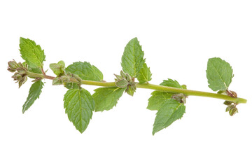 Fresh mint sprig showcasing vibrant green hues and intricate texture, perfect for culinary use or herbal remedies
