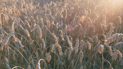 Harvest season. Grain ears ripen in the field in the rays of the rising sun. Harvest and harvesting...