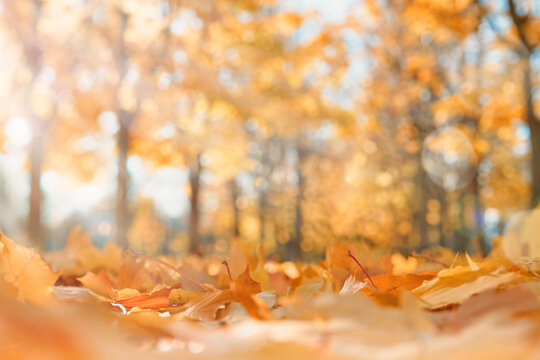 Blurred orange autumnal park background. Close up autumn maple leaves on sun day and autumn tree with blurred background. Nature abstract background. Frame or banner.
