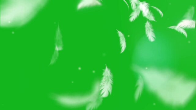 white feathers flying on green screen