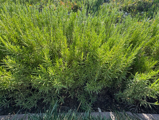 Close up of sprigs of fresh rosemary. Rosemary leaves in the garden. It's macro photo of the green...