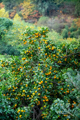 In a dense forest, a tree laden with numerous oranges creates vibrancy