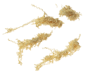 Pouring instant Noodle fall spill splash. Instant noodle fly in mid air. Noodle food is ramen Japanese soup Chinese. White background isolated