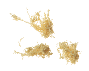 Pouring instant Noodle fall spill splash. Instant noodle fly in mid air. Noodle food is ramen Japanese soup Chinese. White background isolated