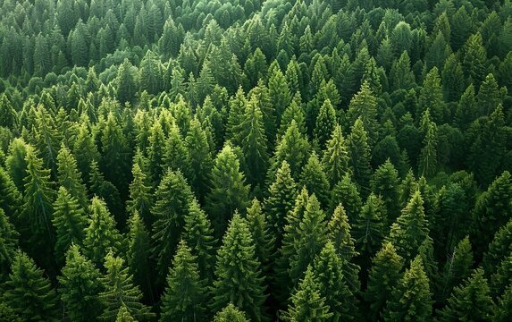 Fototapeta Drone view botanical poster. Aerial shot of Nordic lush green pine trees in summer. Modern Scandi banner, top view, dendritic pattern. Calm Scandinavian forest background. Bird's eye view from above
