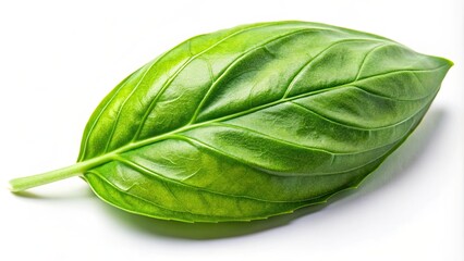 Fresh green basil leaf on white background, basil, herb, leaves, plant, ingredient, aroma, culinary, green, organic, health