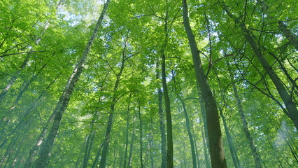 Fototapeta premium Summer time. Light rays break through deciduous tree fooliage. Beautiful green clean environment nature. Wide shot.