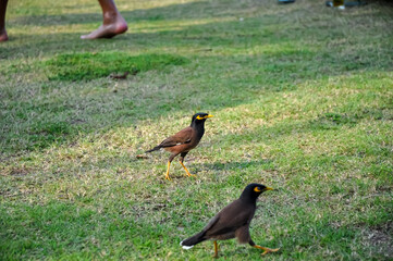 Myna bird walks along the promenade of a hotel in Thailand