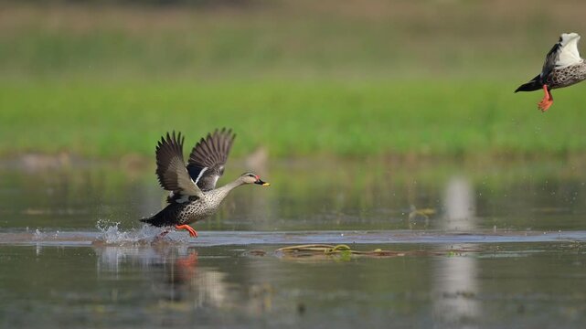 A spot billed duck takes flight over a calm, still lake, creating a splash as it lifts off. Other ducks swim nearby, with green vegetation and a blurred background.