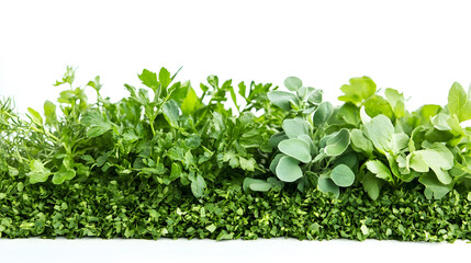Obraz premium Healthy Herbal Isolated Botanical Background for Photo
