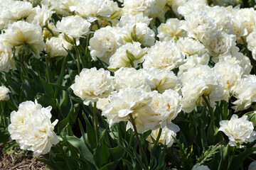 Close up white Double-Flowered Tulips in a Dutch tulip field near the village of Bergen in spring. May, Netherlands