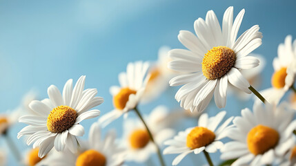 Fototapeta premium Close-up of blooming white daisies with yellow centers against a clear blue sky, emphasizing natural beauty and freshness in a vibrant outdoor setting.