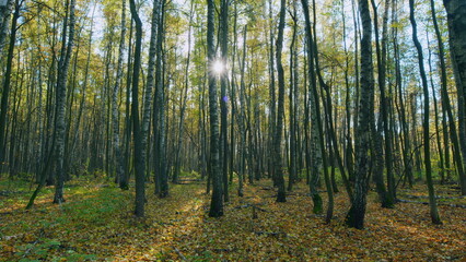 Obraz premium Colourful autumn forest trees in sun. Autumn forest panorama in sunlight. Timelapse.