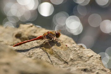 dragonfly sitting on the rock in the sunlight close-up