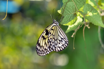 Beautiful butterfly met in Thailand