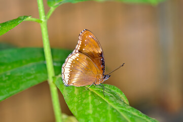 Beautiful butterfly met in Thailand