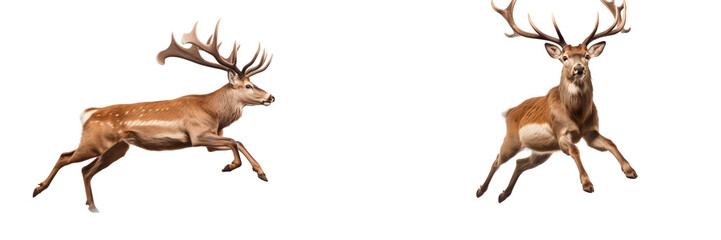 Obraz premium A beautiful deer leaping across full-body view, set on transparent background cutout,
