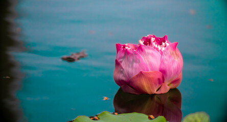 Lotus pond. Water lily close up. Sacred lotus flower in Buddhism. Calmness and tranquility. Spa...
