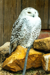 A Large Owl Within A Zoo Enclosure Watching As People And Prey Pass By