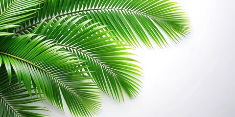 Green leaves pattern of palm tree isolated, tropical, foliage, nature, botanical, greenery, background, exotic, lush