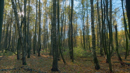 Fototapeta premium Sunlight sunrays shine through woods. Autumn forest in vibrant warm colors with sun shining through trees. Timelapse.