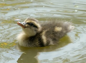 Close-up of a fluffy duckling swimming in calm water