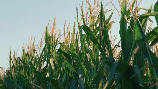 In a sunny field, vibrant corn plants are thriving beautifully, showcasing the incredible abundance of agriculture