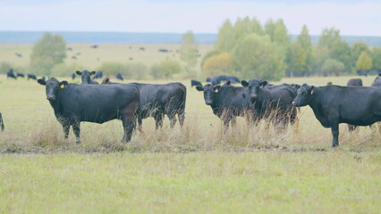 Black cows grazing on a green pasture. Black cow stands on a green meadow and eats grass. Static...