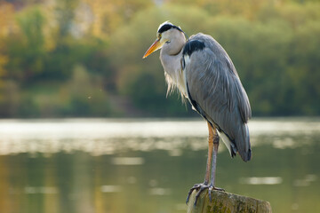 grey heron standing on the wooden post and looking out for prey in the water