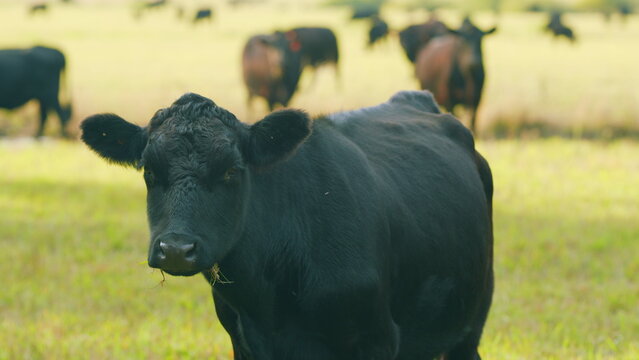 Black angus cattle grazing on a green grass pasture. Grass fed organic beef. Cow in pasture. Static view.