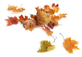 Autumn leaves background with copy space. Colorful leaves on ground with empty place isolated on white background, autumn concept.