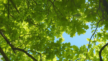 Good Weather. Amazing Trees In A Forest. Wide Angle Bottom View Of Trunks And Branches With Fresh...