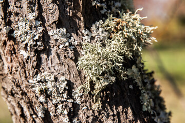 Iceland moss lichen on tree branch closeup